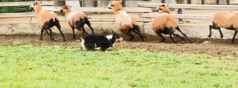 Ranger "bowling" for sheep