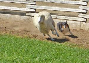 P1280669x_lh Ranger the Corgi and a sheep.