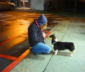 P1310095_lch72 Corgi gets convenience hotdog for birthday.