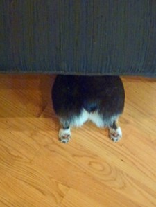 humorous, we think, Ranger the Corgi under a chair.