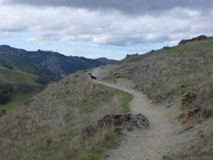 Ranger off leash goes ahead on his own.