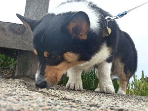 Ranger sniffs more pavement on the sidewalk