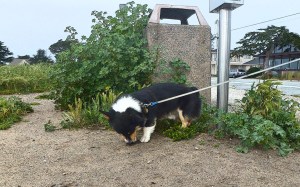 Analyze, scratch and sniff the spot