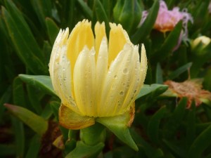 Yellow ice plant flower in the rain