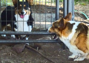 Victoria and Cadfael, my parents.