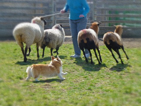 The lovely Gwinny, Ranger's corgi girlfriend, herding sheep.