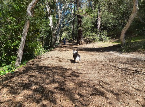 Wooo hooo, off leash!