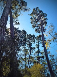 Ah ha! I know you're up there Nutty McNutkins! I mean Mr. Gray Squirrel.