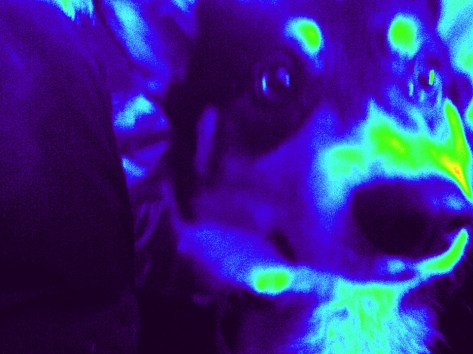 wacky filter on corgi face