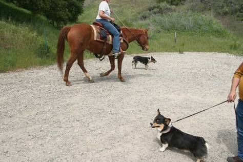 More horses. I forgot to sit down while they passed. But at least I didn't bark at them.