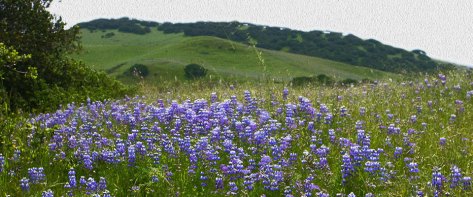 Lupines on the hillside at Fort Ord National Park.
