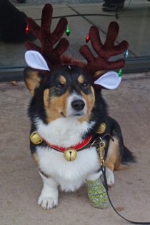 0982companion_ehuffman, Ranger in holiday antlers and jingle bells sits outside the vet's office with a unhappy expression. Get these decorations off me!